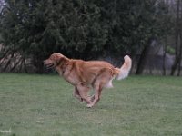 Bendix Obedience Workshop beim VdH Mauer 2016 (98)
